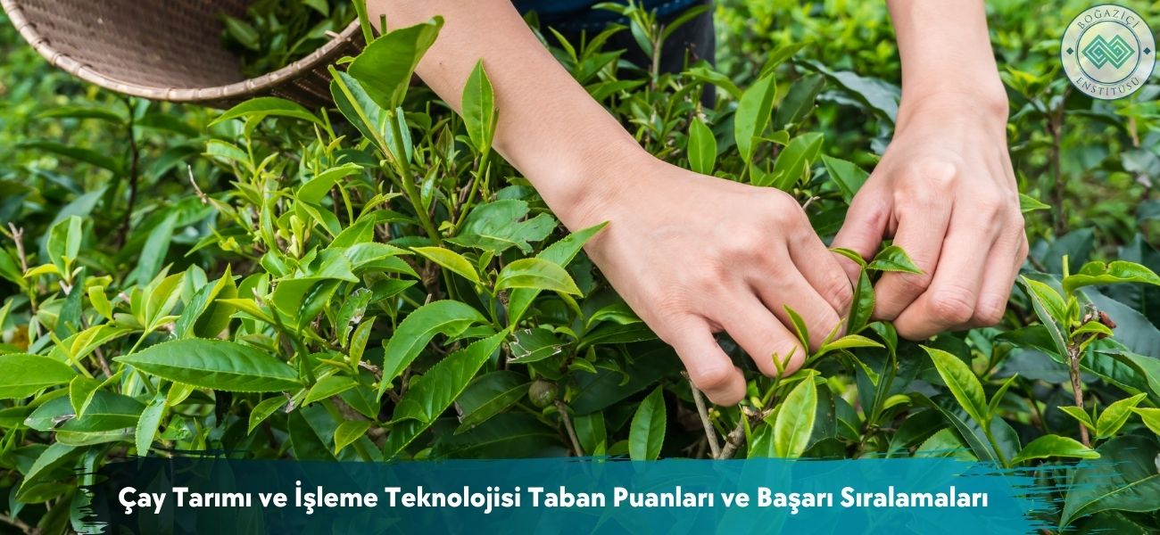 Çay Tarımı ve İşleme Teknolojisi 2026 Taban Puanları ve Sıralama